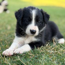 Birdie - Black and white female Border Collie puppy in Binger, Oklahoma from JM Cattle Co