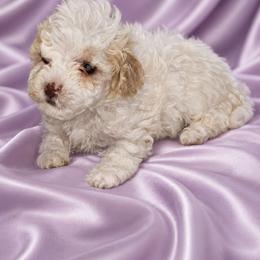 Diva - Parti female Poodle puppy in Maplewood, New Jersey from Poos&Bulls Keepsake