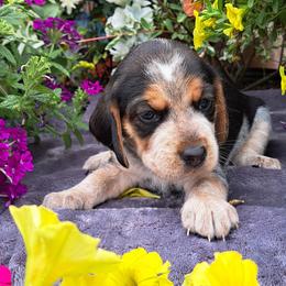 Basset Hound and Beagle Puppies from Orange Mountain Basset Hounds & Beagles