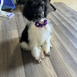 Dalmatian, Poodle, and Rhodesian Ridgeback Puppies from Ruffles, Ridges, & Spots!