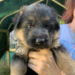 Yellow Collar--aka Sunflower - Black and red female German Shepherd puppy in King, North Carolina from Golly-G German Shepherds