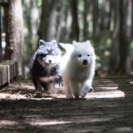 Pomsky Puppies from New World Pomskies