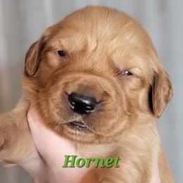 Hornet - Dark golden male Golden Retriever puppy in Scurry, Texas from 07 Seven Oaks Goldens and Doodles