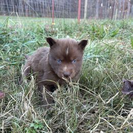 Blue - Red and white male Siberian Husky puppy in Jonesborough, Tennessee from Dry Creek Siberians