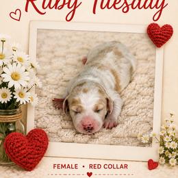 Ruby - Parti female Goldendoodle puppy in Frostproof, Florida from Lover Dover Doodles