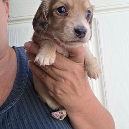Saturday - Cream female Dachshund puppy in El Paso, Texas from Mells Weenies