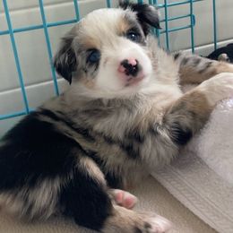 Miniature Australian Shepherd Puppies from Blue Skye's Miniature Australian Shepherds