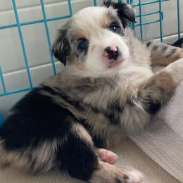 Miniature Australian Shepherd Puppies from Blue Skye's Miniature Australian Shepherds