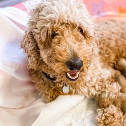 Goldendoodles from Lacy's Goldendoodles