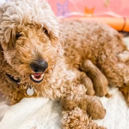 Goldendoodles from Lacy's Goldendoodles