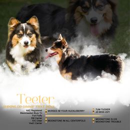 Teeter - Pembroke Welsh Corgi