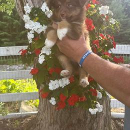 Carly - Red tri female Toy Australian Shepherd puppy in Blossburg, Pennsylvania from River's Edge Toy Australian Shepherds