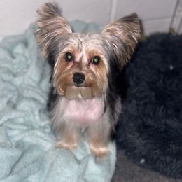 Oreo - Parti Yorkshire Terrier puppy in Cleveland, Ohio from My Exotic Yorkies LLC