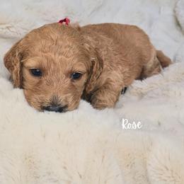 ROSE - Apricot female Goldendoodle puppy in Sugar Land, Texas from Sugar Doodles