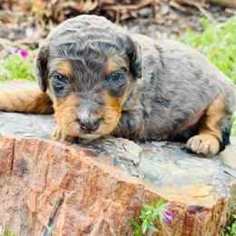 Jacob - Blue merle male Bernedoodle puppy in Bowling Green, Ohio from FDF Pyredoodles & Bernedoodles