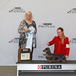 Dachshund All Grown Up from PriMar Miniature Longhaired Dachshunds