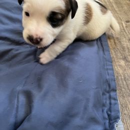 Border Terrier and Jack Russell Terrier Puppies from Cedar Run Kennels