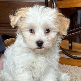 Jade - White female Maltipoo puppy in Fredericksburg, Ohio from Edna Keim