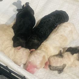 Aussiedoodle Puppies from Southern Paws AussieDoodles