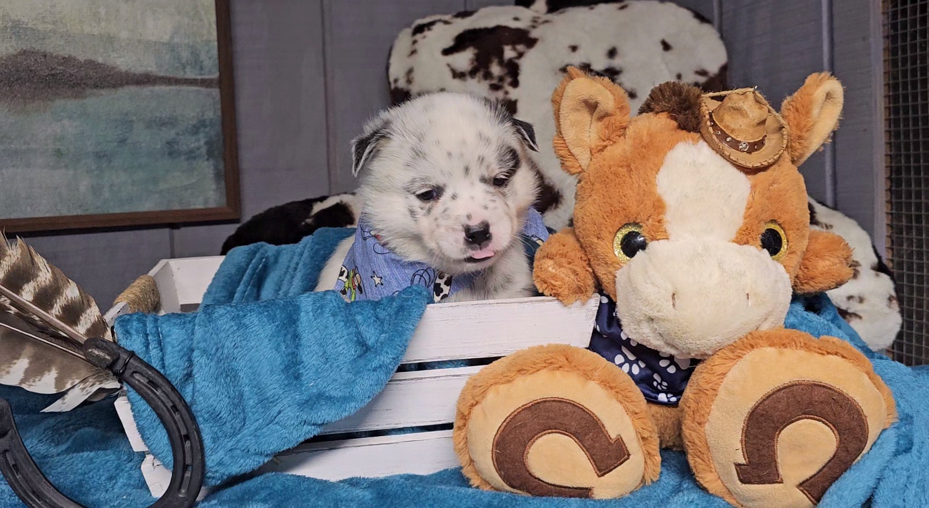 Australian Cattle Dog Puppies from Indigojos Australian Cattle Dogs