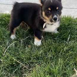 Pembroke Welsh Corgi Puppies from Serenity Ann Pups