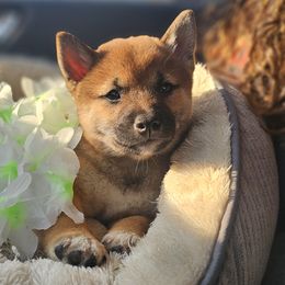 Boy 4 - male Shiba Inu puppy in Carpentersville, Illinois from Veronika's Shiba Inus