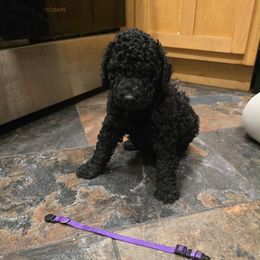 Purple Collar - Black male Poodle puppy in Henagar, Alabama from Windy Oak Kennels