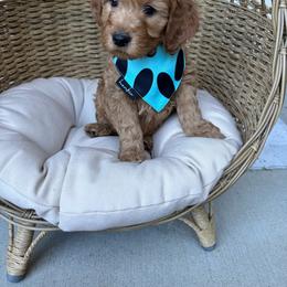Mr Yankee - Apricot male Goldendoodle puppy in Roseville, California from Roseville GoldenDoodles