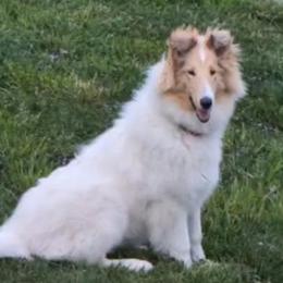 Simona - Collie