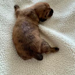 Fred - Brindle male Dachshund puppy in Jarrell, Texas from Blackfoot Dachshunds