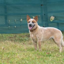 Abby - Australian Cattle Dog
