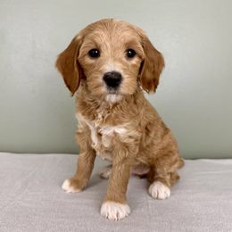 Goldendoodle Puppies from Lykeable Farms