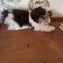 Luke - Liver and white male Shih Tzu puppy in Tenmile, Oregon from Polly Pockets Imperial Shih Tzu’s