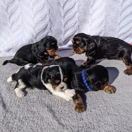 Cavalier King Charles Spaniel Puppies from Charleston Cavaliers