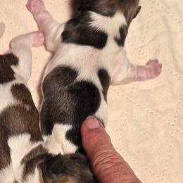 Girl more spotted - Tricolor female Shih Tzu puppy in Missouri from Farm Animal Mommy Shih tzu's Michalek Dog Breeder