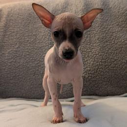 Ocotillo - Red and white male American Hairless Terrier puppy in Phoenix, Arizona from Bare Valley
