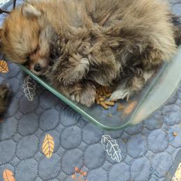 Pomeranian Puppies from Rebecca