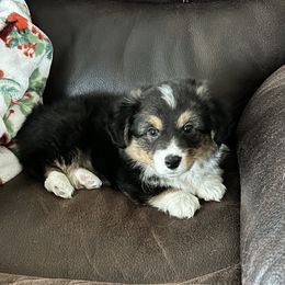 American Corgi Puppies from Piney Woods Corgis