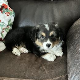 American Corgi Puppies from Piney Woods Corgis