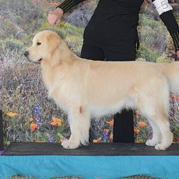 Golden Retrievers from MI Golden Sands
