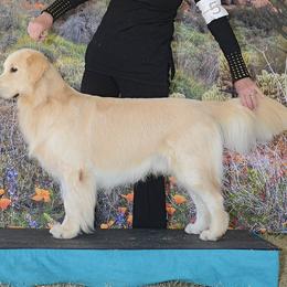 Golden Retrievers from MI Golden Sands