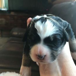 Bernedoodle Puppies from Flat Creek Bernedoodles