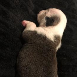 Tehya (purple teal) - Red brindle and white female Bulldog puppy in Laurel, Montana from Bull Mountain Bulldogs
