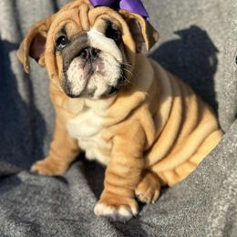 Esther - Red female Bulldog puppy in Lakeland, Florida from Fur Love And Puppies