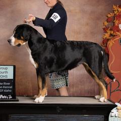 Geneva - Greater Swiss Mountain Dog