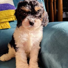 Cavapoo Puppies from Panda Puppies