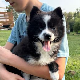Nebula - Black and white female Pomsky puppy in Ravena, New York from Osiris’s Siberians & Pomskies