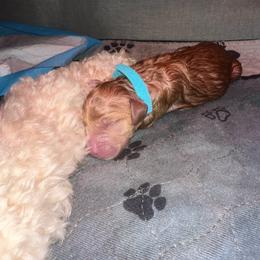 Bravo - Apricot male Goldendoodle puppy in Prosperity, Pennsylvania from Stelladoodles & Company