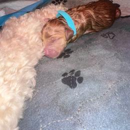 Bravo - Apricot male Goldendoodle puppy in Prosperity, Pennsylvania from Stelladoodles & Company