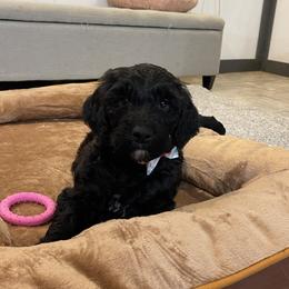 Sparkle - Black female Goldendoodle puppy in Sugarcreek, Ohio from True Hearted Doodles